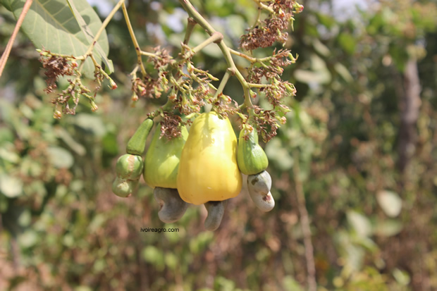03/03/17  La premire universit agricole francophone en Afrique de lOuest ouvrira ses portes  la rentre 2017